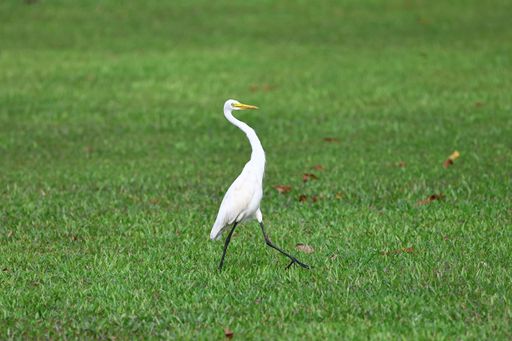 A great white egret (Ardea alba) perched atop a grassy field