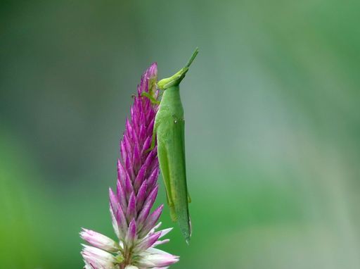 A closeup of a grasshopper perched on a purple flower