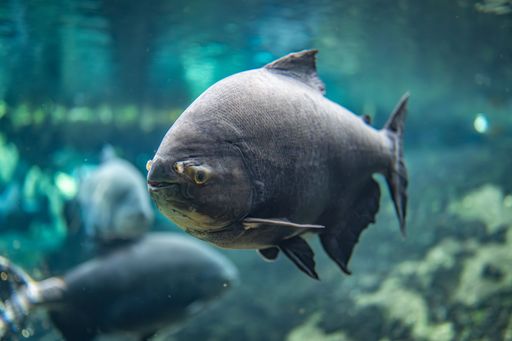 Portrait of a fish swimming in the water