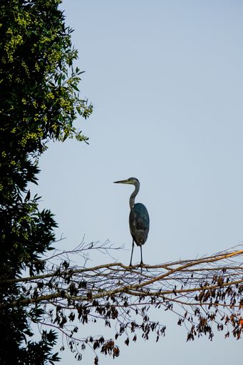 A vertical low angle shot of a great blue heron sitting on a tree branch under a clear blue sky