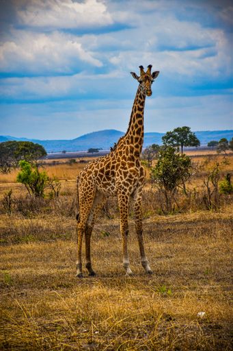 A giraffe stands in the middle of a grassy field