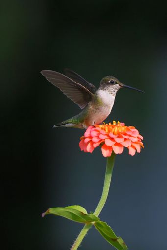A vibrant hummingbird hovering in mid-air close to a delicate pink flower blooming in the sun