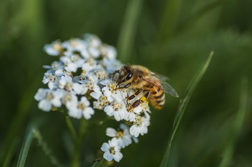 A close-up image of a bee perched atop a white flower in a lush green grassy field