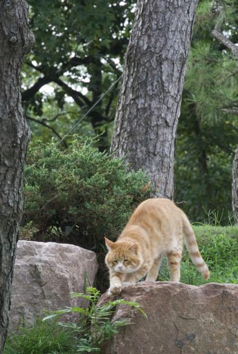 A cat stands atop a lush green grassy area with tall trees in the background