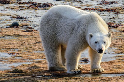 A closeup of a white polar bear