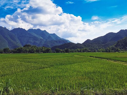 A scenic view of a road in a green field in the countryside in Vietnam