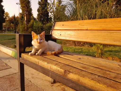An adorable tabby cat lounging on a rustic wooden bench in a sunny outdoor garden