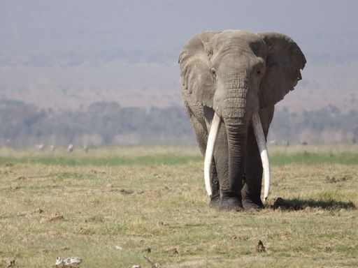 A majestic elephant stands in a lush green grassy field, with magnificent mountains in the background