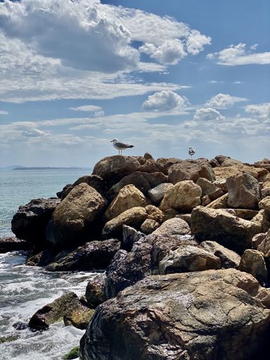 A vertical shot of a seagull on big rocks on a seashore