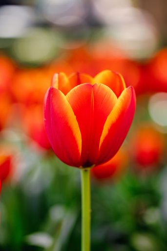 A vertical selective focus shot of a bright orange blooming tulip in a garden