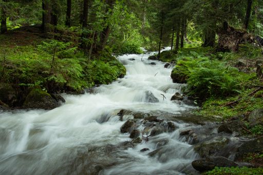 A beautiful view of a stream flowing in a green forest