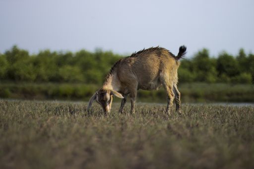 A selective focus shot of a goat in a field during daylight