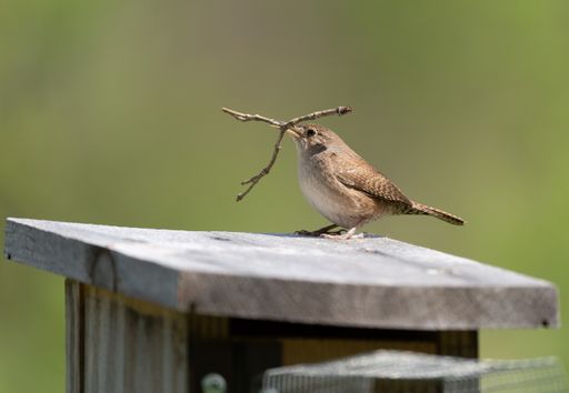 A closeup shot of a Eurasian wren bird holding a branch in its beak