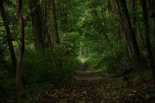 This image shows a stunning dirt pathway snaking its way through a lush green wooded area