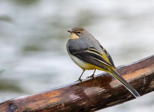 A close-up shot of a grey wagtail bird perched on a log in its natural habitat