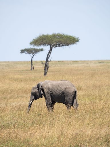 A majestic elephant striding through a vibrant tall grass field in its natural habitat