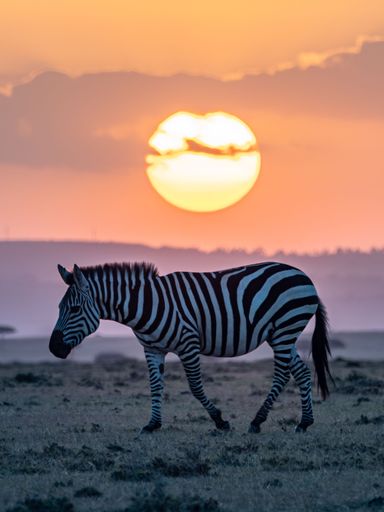 A beautiful zebra in a grassy field, illuminated by the warm, orange light of a sunset
