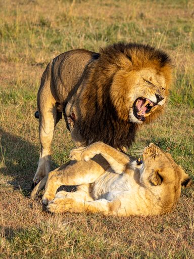 A majestic male lion and a lioness playfully interact in a grassy savanna on a sunny day