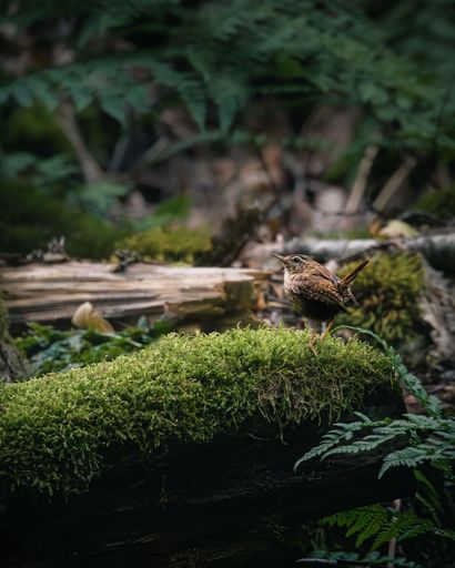 A beautiful feathered creature perched atop a wooden log in a lush, verdant forest.