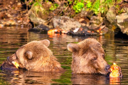 The Alaskan Brown Bears (Ursus horribilis) feasting on sockeye salmon in Wolverine Creek, Alaska