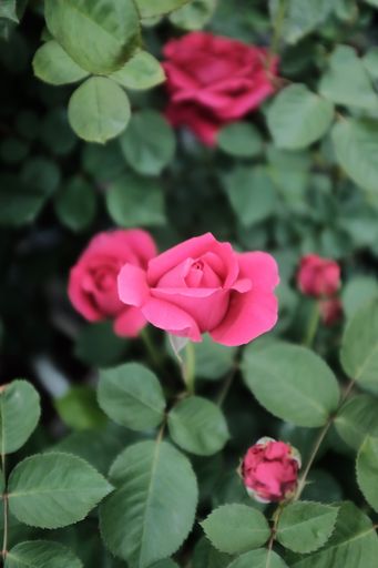 A selective focus shot of a beautiful pink rose