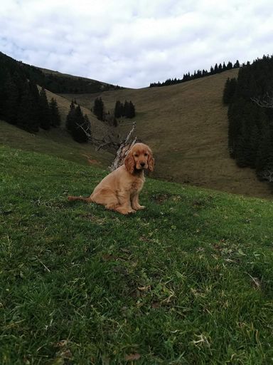 A close-up of an adorable canine on a grassy surface, looking up at the camera with a long stick in its mouth