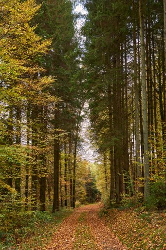 A pathway with leaf-covered ground and towering trees on either side, leading off into the wooded area