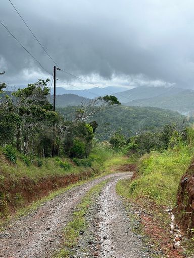 A scenic dirt road cutting through a lush landscape of rolling hills and towering trees, shrouded in a blanket of white, wispy clouds