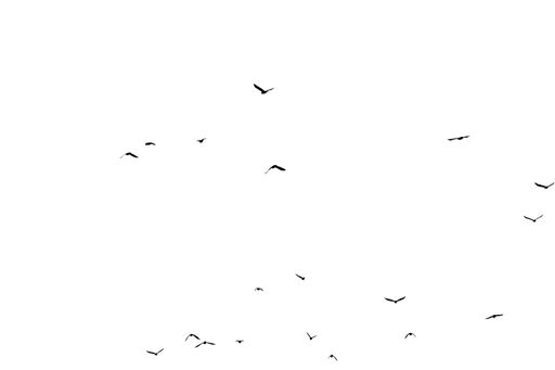 Flocks of birds flying over the white sky