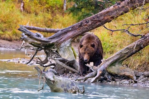 An Alaskan Brown Bear (Ursus horribilis) at Lake Clark National Park looking for food