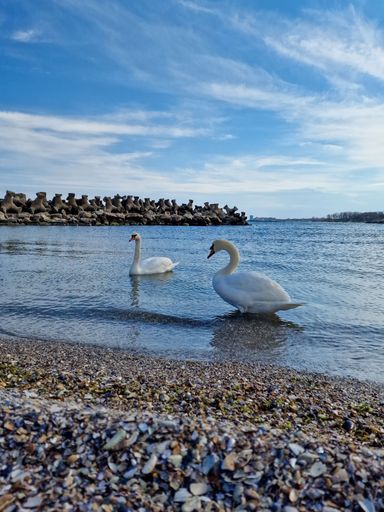 Two swans swimming near the shoreline at the Black Sea