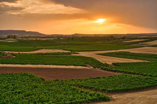 A picturesque field at sunset, with a variety of crops growing in the foreground,
