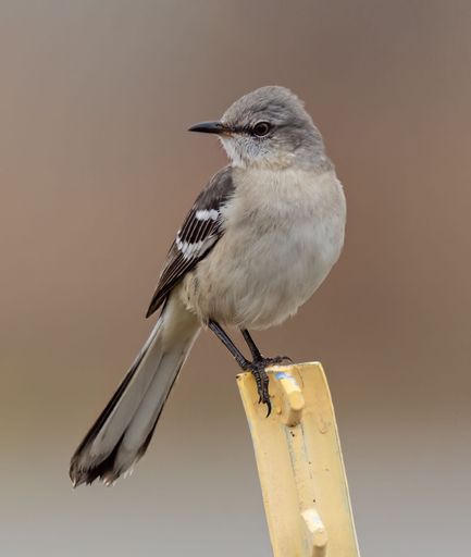 a closeup of a Northern mockingbird perched atop a wooden post with a blurry background