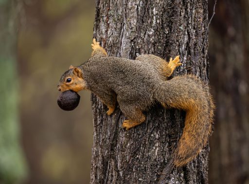 Two curious grey squirrels cling onto the side of a tree trunk,