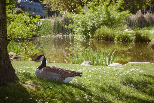 A wide angle shot of a duck sitting on the grass in front of a pond