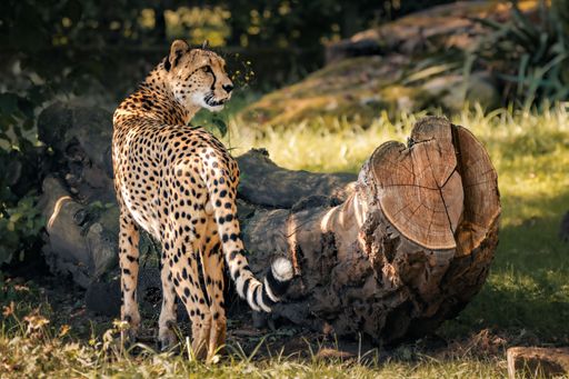A majestic cheetah stands in front of a gnarled, aged tree that has fallen to the ground in a natural environment