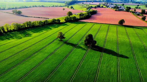 An aerial view of a large agricultural field with lush trees in sunlight