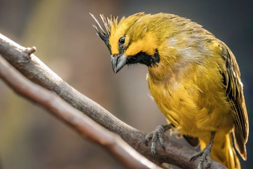 A vibrant close-up shot of a yellow cardinal perched on a thick branch in a lush green background.