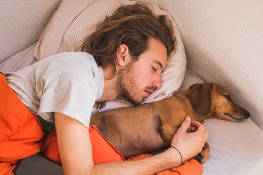 dachshund dog in bed with young man sleeping a nap