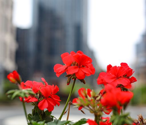A captivating view of Geranium flowers in the foreground with a backdrop of buildings in the distance