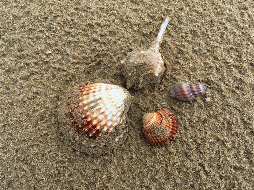 A bunch of colorful shells covered with the sand in a beach