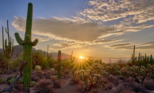 A spectacular sunrise in Sabino Canyon, Tucson, AZ with tall Saguaro cacti against the orange sky