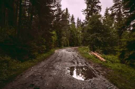 A picturesque, country dirt road surrounded by lush vegetation and tall trees