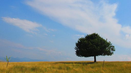 A scenic landscape of a tree in a lush, green grassy field surrounded by a sky with wispy clouds