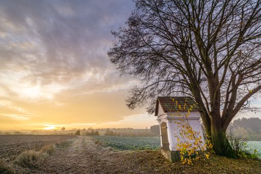An idyllic scene of a tree standing in the foreground with a small wooden hut