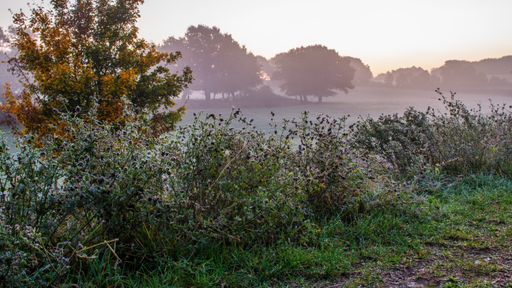 A closeup shot of the landscape of the National Park Eifel in early morning