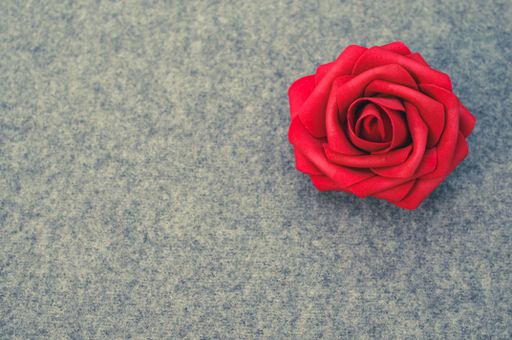 A closeup of a single red rose flower on a gray woolen background with copy space to the left