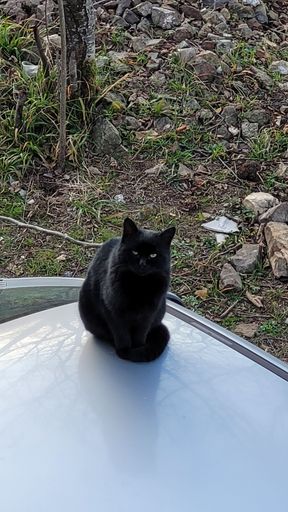 A black domestic cat sits on the hood of a car, with a rocky background in the backdrop