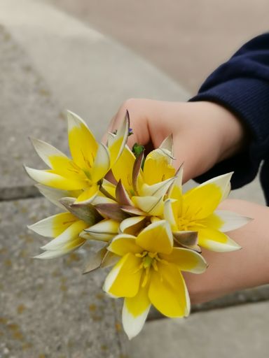 A closeup shot of a person's hands arranging a small bouquet of yellow and white late tulips