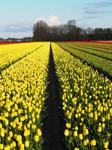 A field of bright yellow tulips under a cloudy sky - background of tulip flowers in a farm